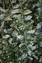 vignette Ilex aquifolium 'Aurea Marginata Pendula'