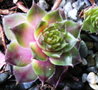 vignette Sempervivum Granat 19 1 2010 ndc