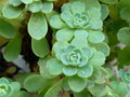 vignette SEDUM Pachyclados 22 11 09 ndc