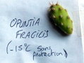vignette Opuntia fragilis -15 sans protection .