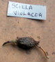 vignette Scilla Violacea