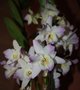 vignette orchide dendrobium type nobile en fleurs