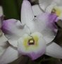 vignette 06)la fleur orchide dendrobium type nobile