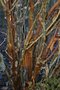 vignette Hydrangea aspera  'Macrophylla'