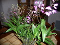 vignette orchidee dendrobium kingianum
