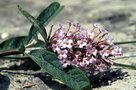 vignette Buddleja sp Sichuan