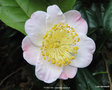 vignette Camélia ' FURO-AN ' camellia japonica à mi-saison