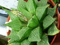 vignette Haworthia Emelaye 21 1 2010 ndc