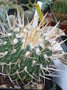 vignette Echinossofulocactus crispatus 21 1 2010 ndc