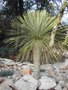 vignette yucca linearifolia (forme verte)