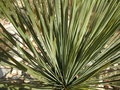 vignette yucca linearifolia (forme verte)