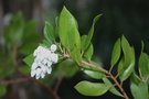 vignette Arctostaphylos