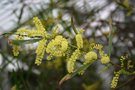 vignette Acacia longifolia