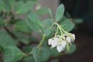 vignette Arctostaphylos peninsularis