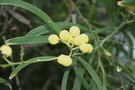 vignette Acacia retinodes