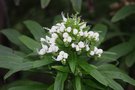 vignette Echium brevirame Fuencaliente form