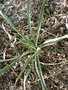 vignette yucca arkansana ssp louisianensis