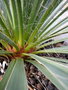 vignette yucca arkansana ssp louisianensis x flaccida