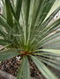 vignette yucca arkansana ssp louisianensis x flaccida