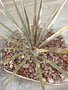 vignette Yucca gloriosa 'Georges Town'