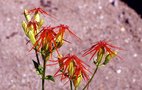 vignette Silene wilfordii