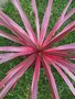 vignette cordyline sunrise