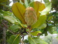 vignette magnolia  le fruit