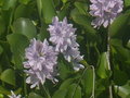 vignette eichhornia crassipes jacinthe d'eau