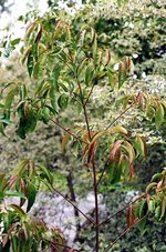 vignette Cornus angustata