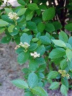 vignette Cornus bretschneideri