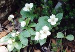 vignette Cornus canadensis