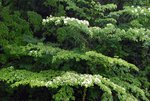 vignette Cornus controversa