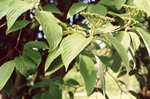 vignette Cornus monbeigii