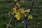 vignette Cornus officinalis