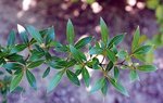 vignette Cornus paucinervis