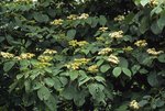 vignette Cornus sp Mt Emei