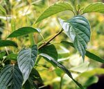 vignette Cornus walteri