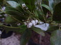 vignette Arctostaphylos densiflora 'Howard McMinn'