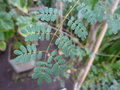 vignette Caesalpinia melanocarpa