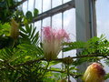 vignette Calliandra surinamensis