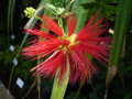 vignette Calliandra tweedii