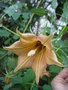 vignette Canarina canariensis