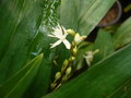 vignette Chlorophytum alismifolium