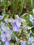 vignette Clerodendrum myricoides