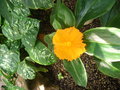 vignette Costus cuspidatus