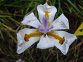 vignette Dietes grandiflora