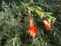 vignette Epilobium canum 'Catalina'