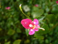 vignette Eranthemum wattii