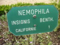 vignette Nemophila insignis