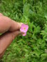 vignette Oenothera rosea